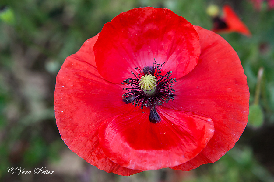 Klatschmohn