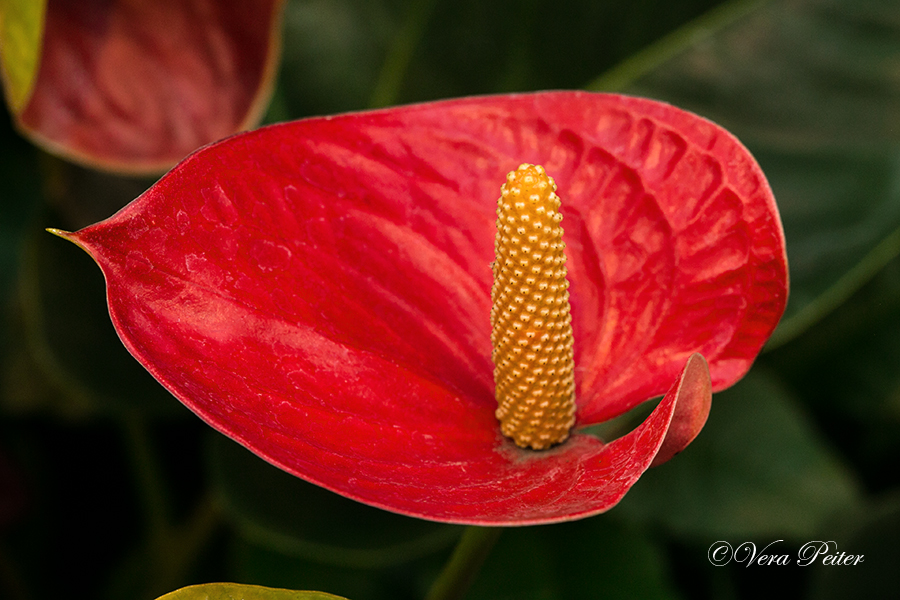 Kleine Flamingoblume