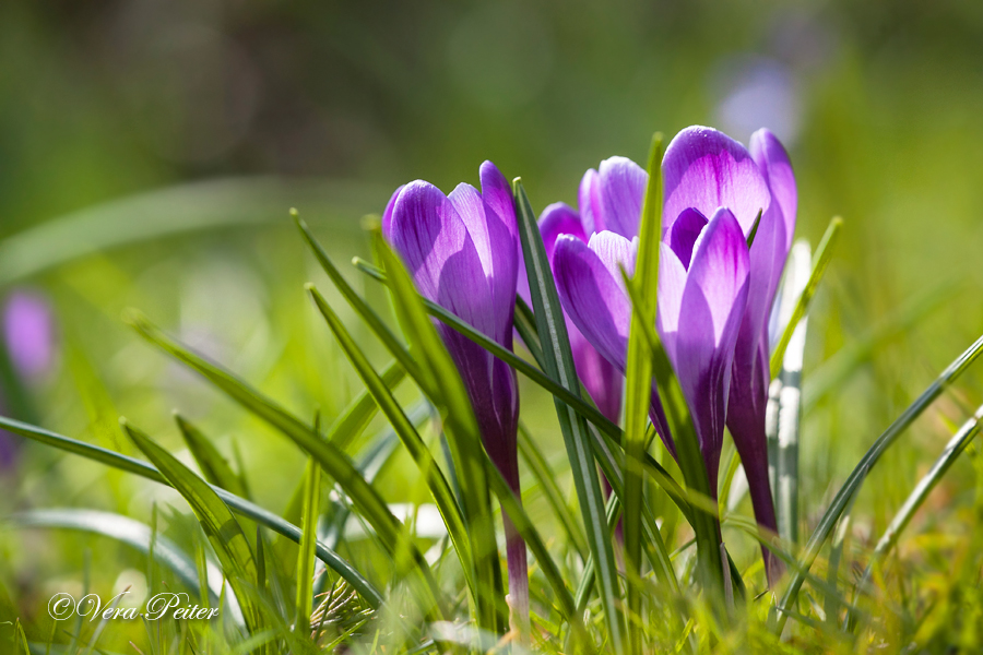 Krokus