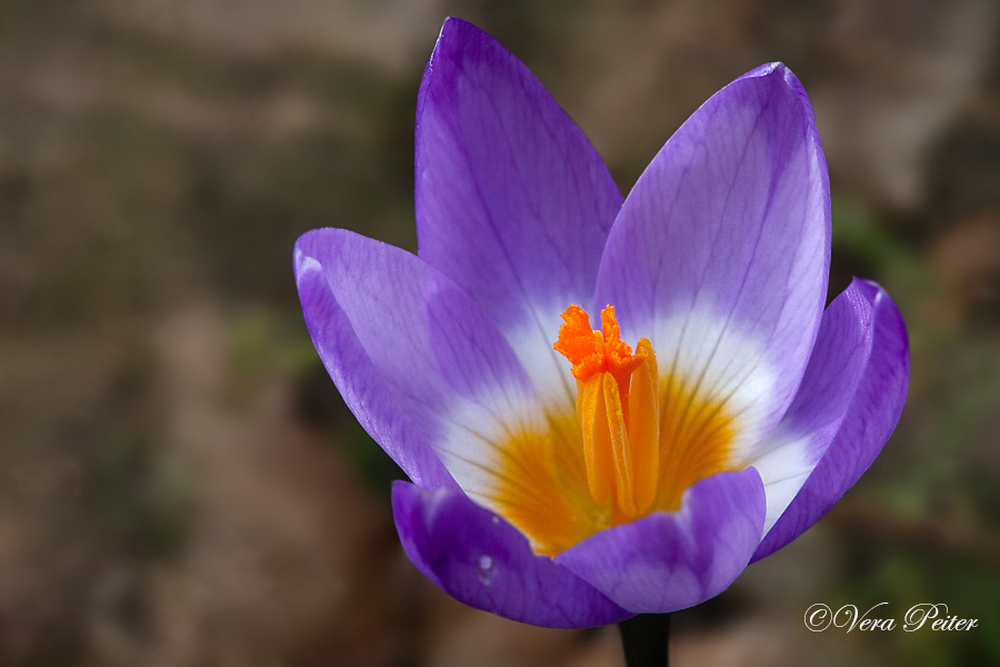 Krokus tricolor