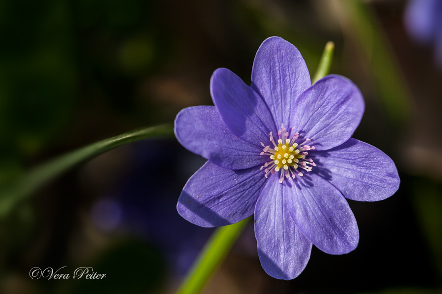 Leberblümchen