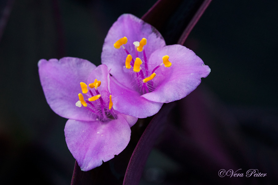 Mexikanische Dreimasterblume