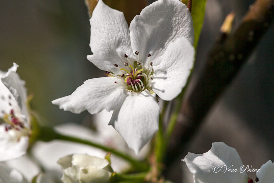 Nashi-Birne