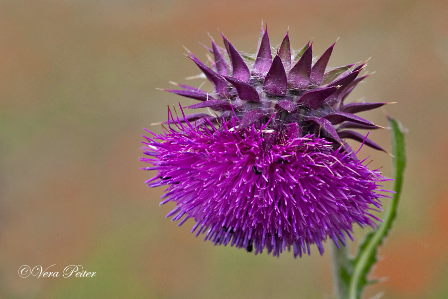 Nickende Distel