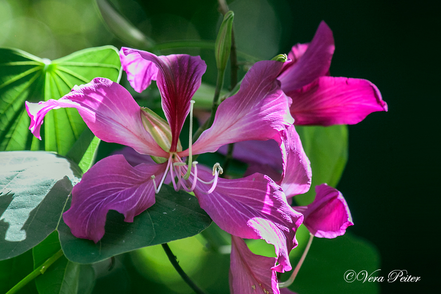 Orchideenbaum