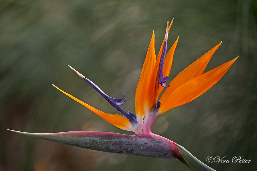 Paradiesvogelblume