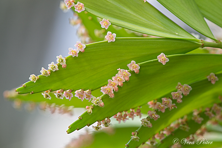 Phyllanthus arbuscula