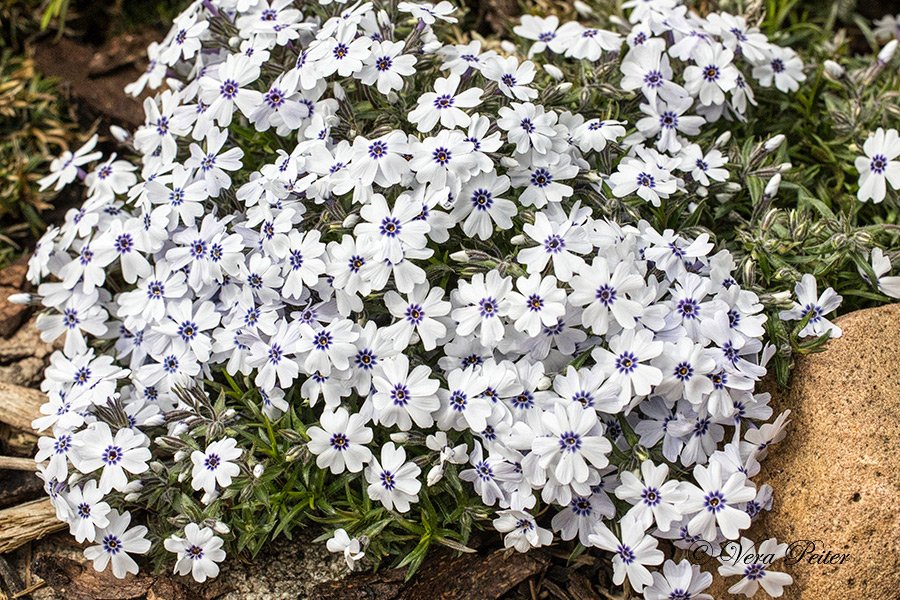 Polsterphlox
