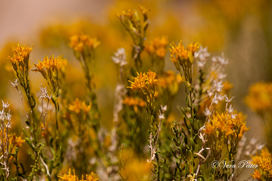 Rabbitbrush