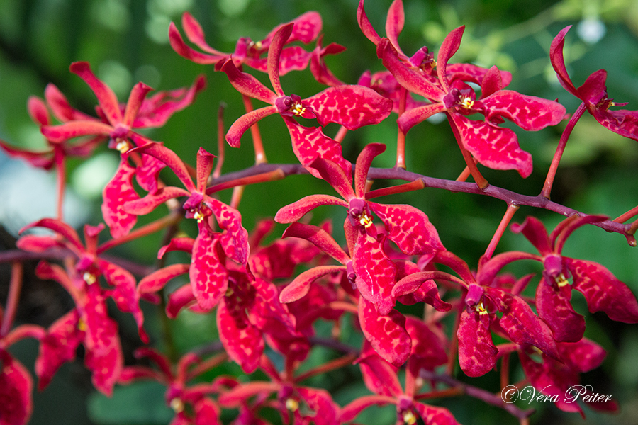 Renanthera philippinensis