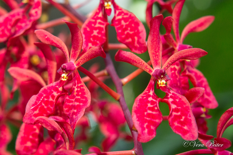 Renanthera philippinensis