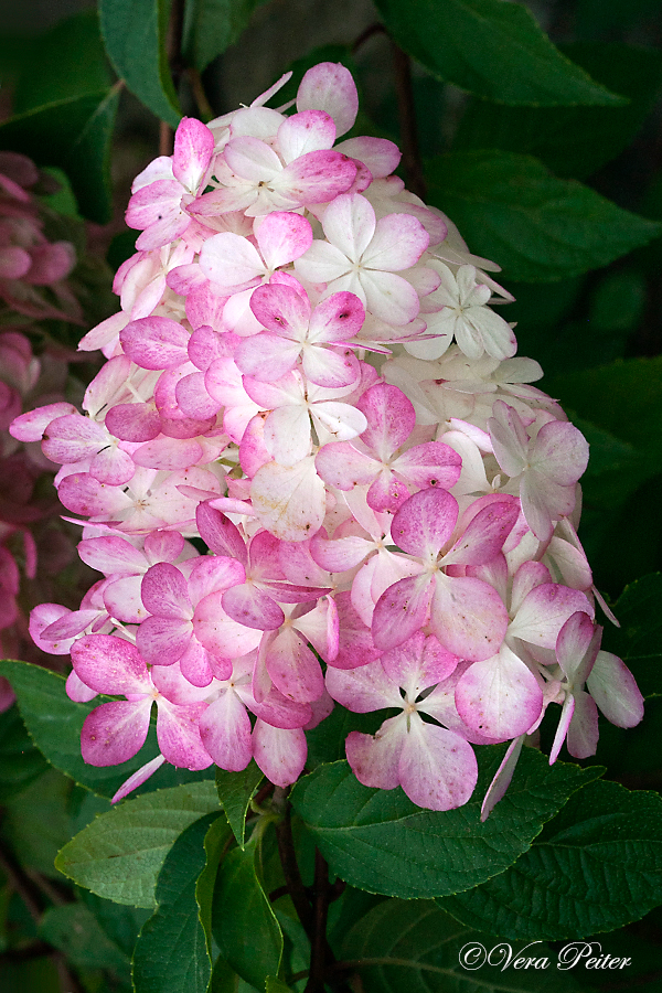 Rispenhortensie