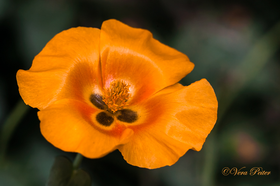 Roter Hornmohn