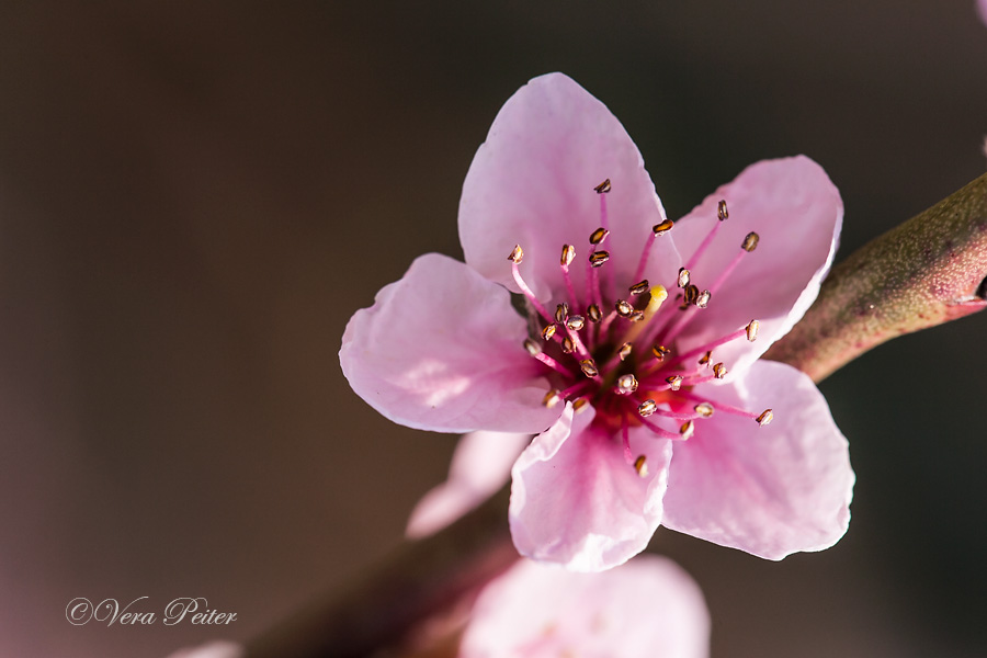 Roter Weinbergpfirsich