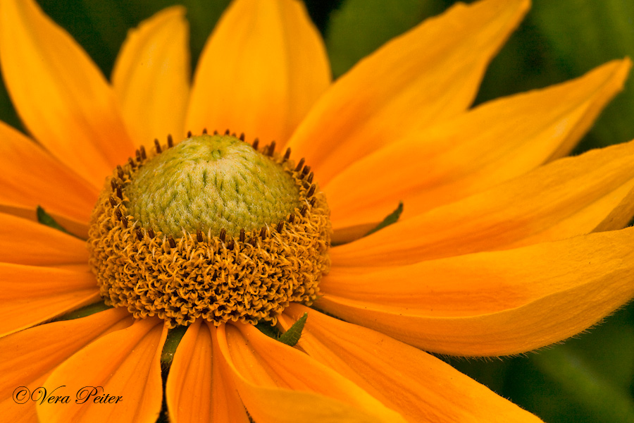 Rudbeckia