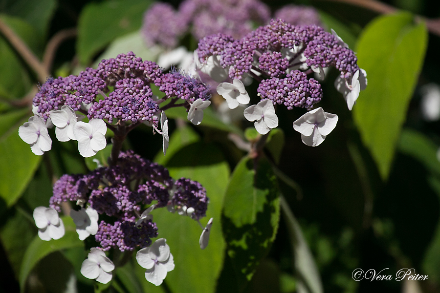 Samthortensie