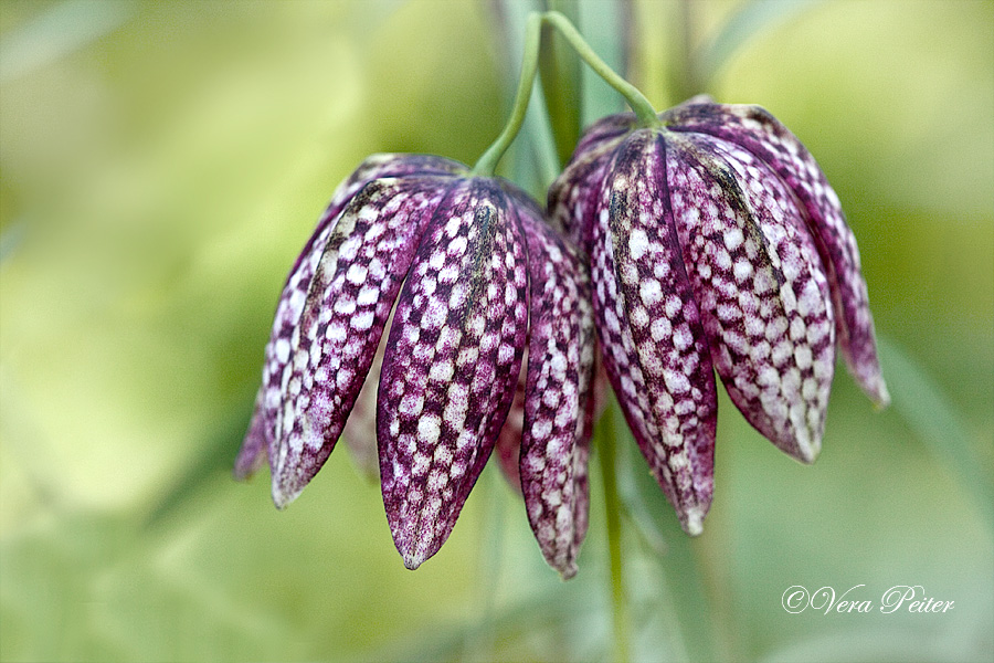 Schachbrettblume