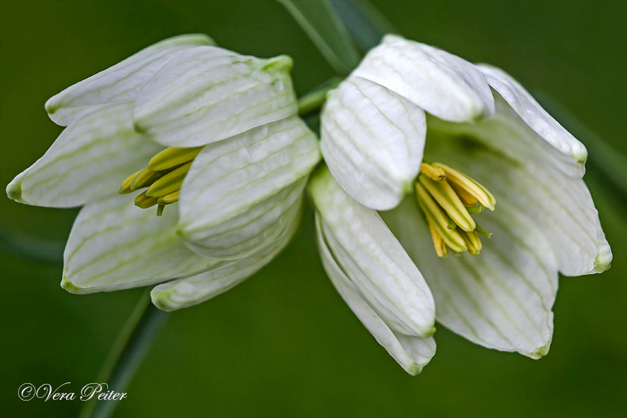 Schachbrettblume