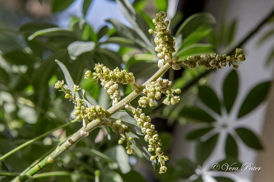 Schefflera