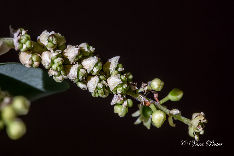 Schefflera