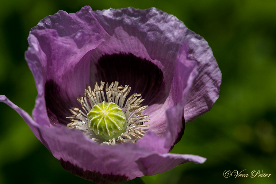 Schlafmohn