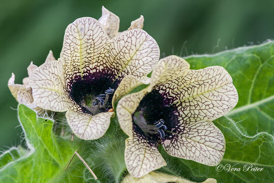 Schwarzes Bilsenkraut (Hyoscyamus niger)