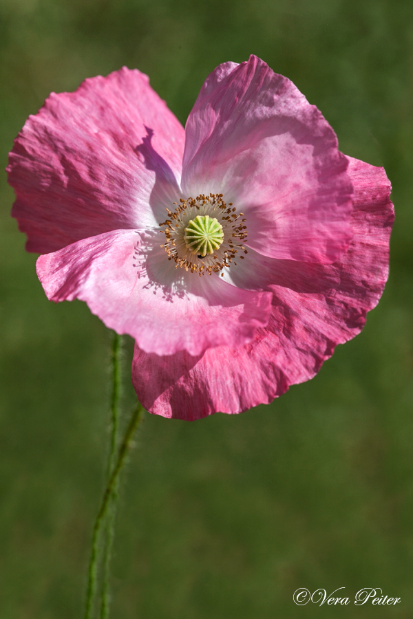 Seidenmohn