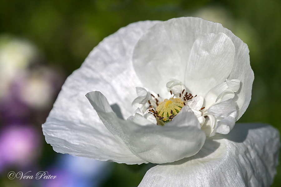 Seidenmohn