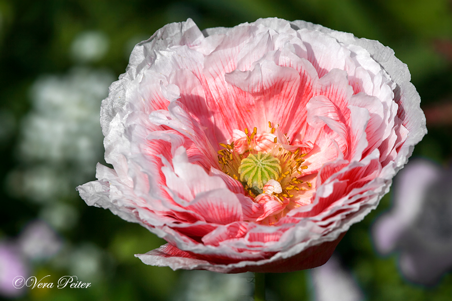 Seidenmohn