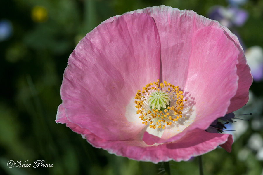 Seidenmohn