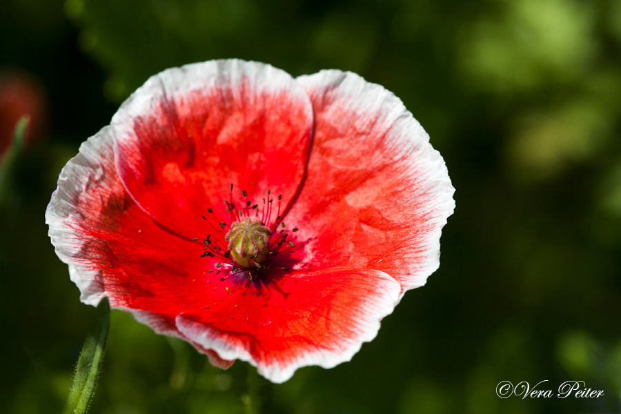 Seidenmohn