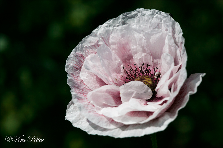 Seidenmohn