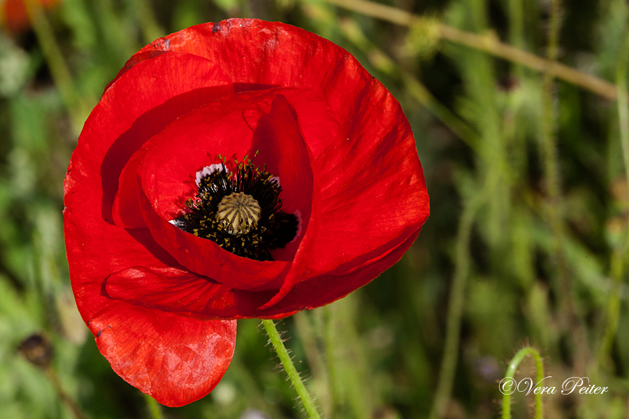 Seidenmohn