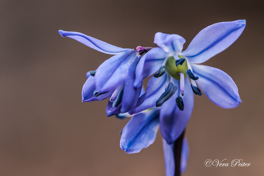 Sibirischer Blaustern