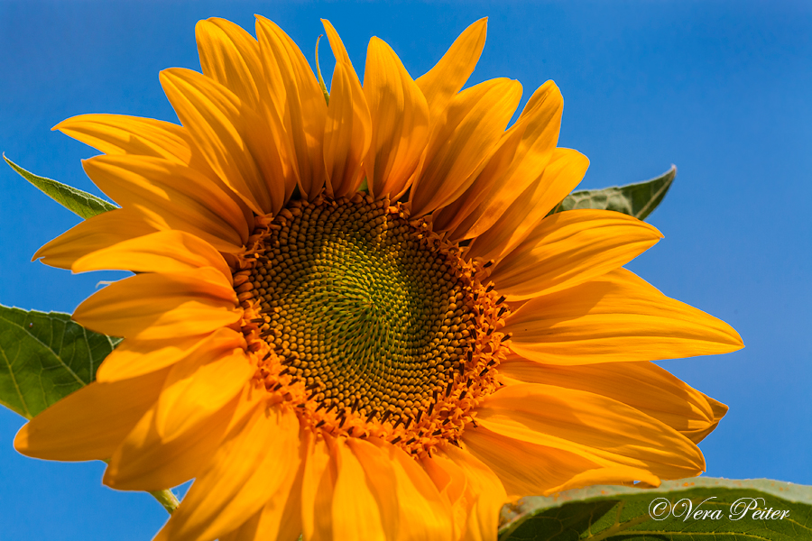 Sonnenblume