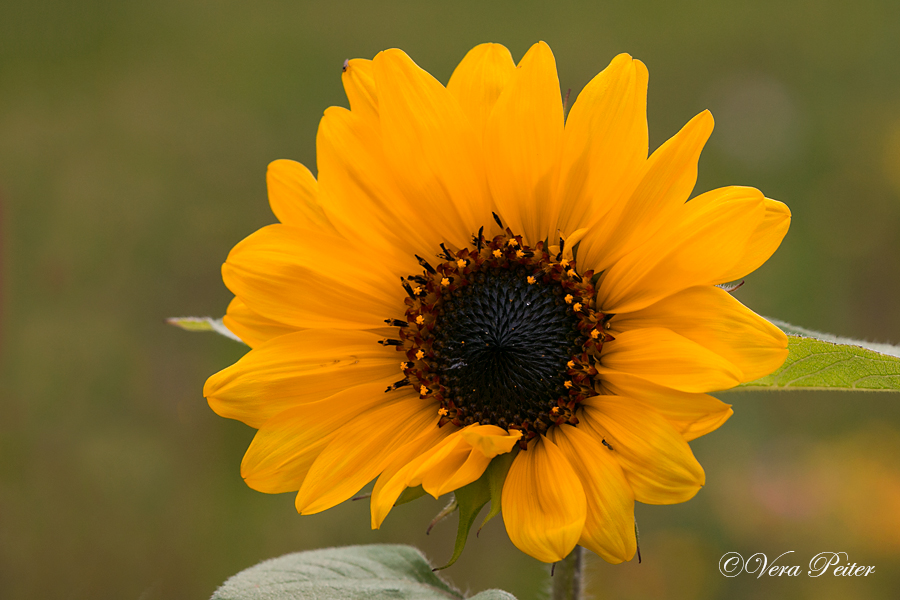 Sonnenblume