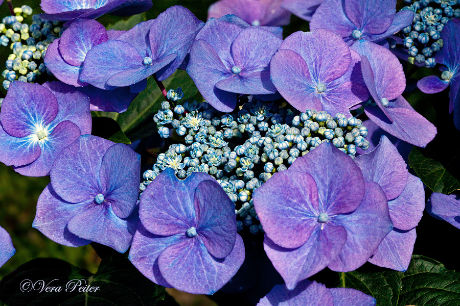 Tellerhortensie