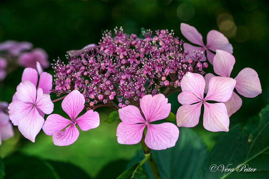 Tellerhortensie