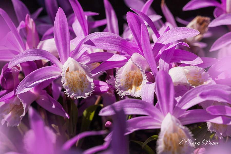 Tibet-Orchidee
