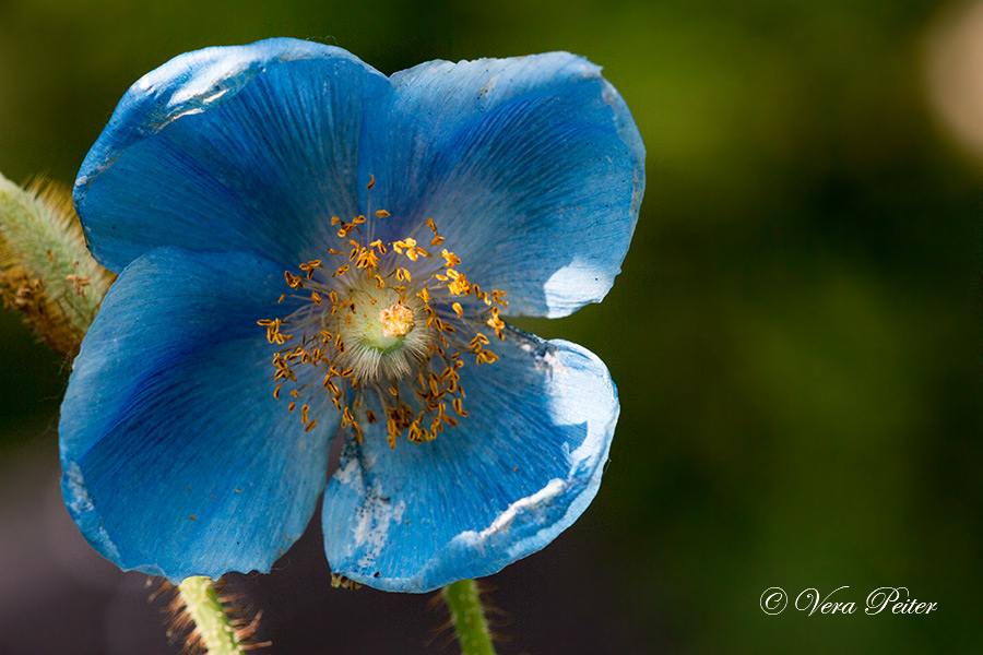 Tibet-Scheinmohn