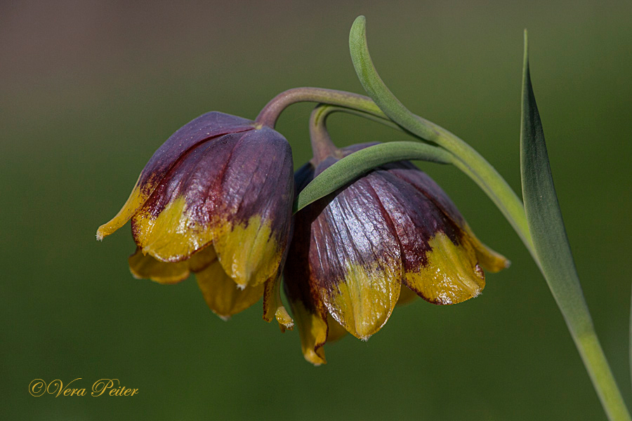 Türkische Schachbrettblume