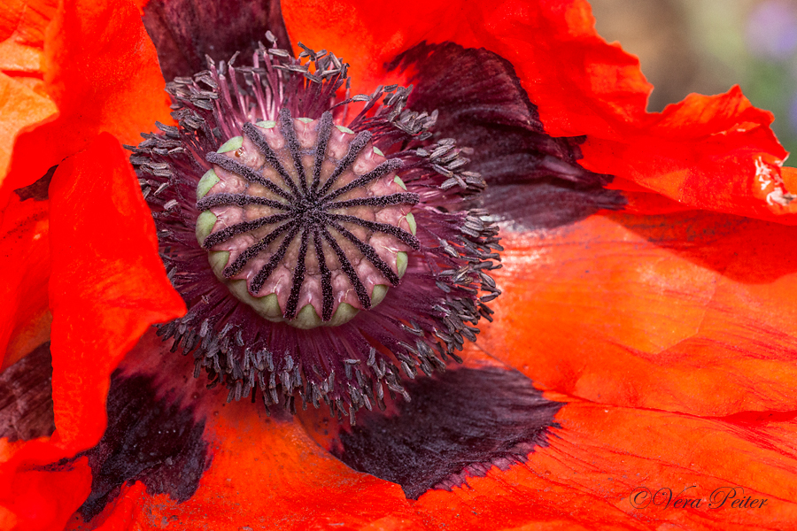 Türkischer Mohn