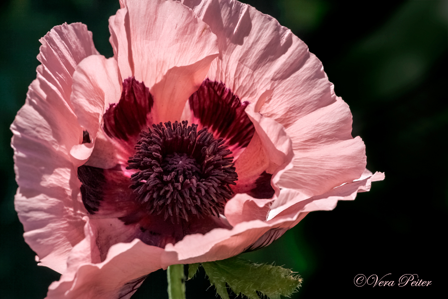 Türkischer Mohn