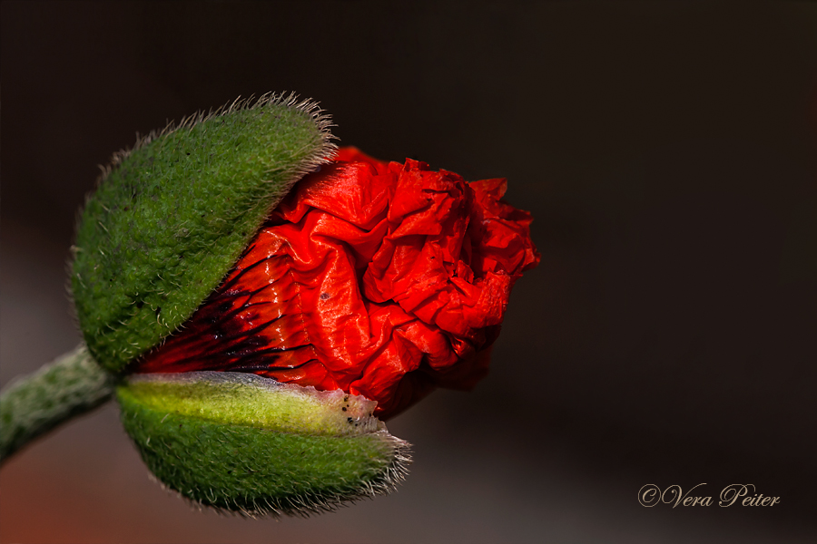 Türkischer Mohn