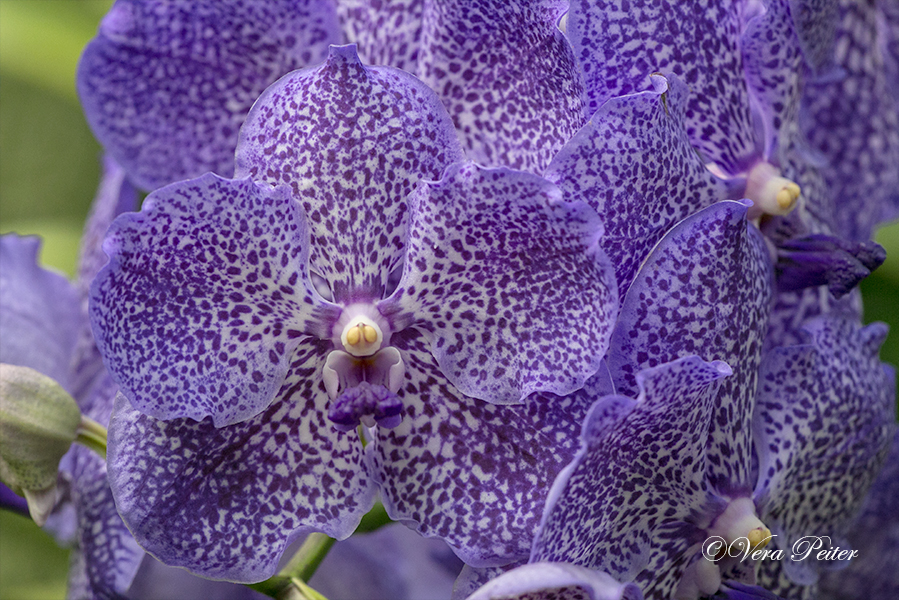 Vanda Orchidee