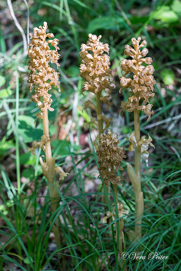 Vogel-Nestwurz