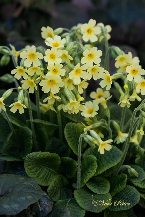 Waldschlüsselblume