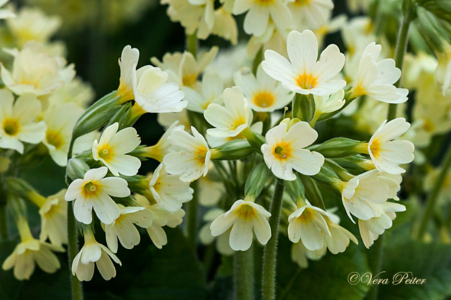 Waldschlüsselblume