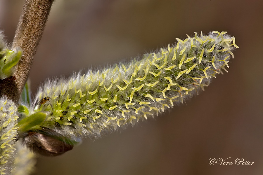 Weidenkätzchen Wildform