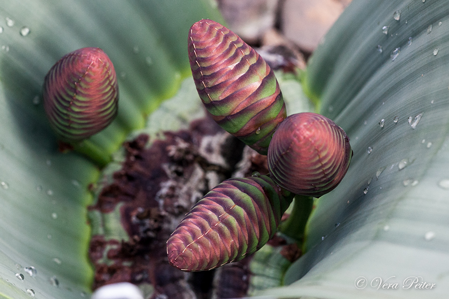 Welwitschia weibliche Blüte